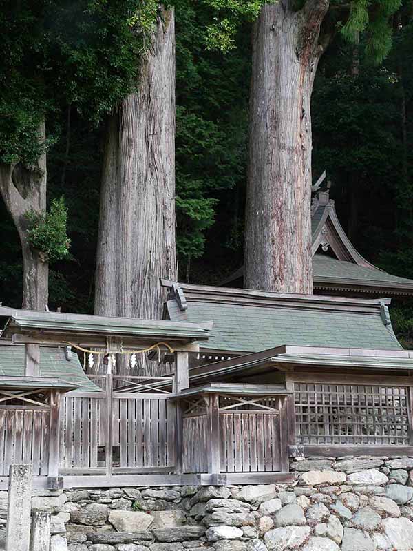 惣福寺のムクロジ