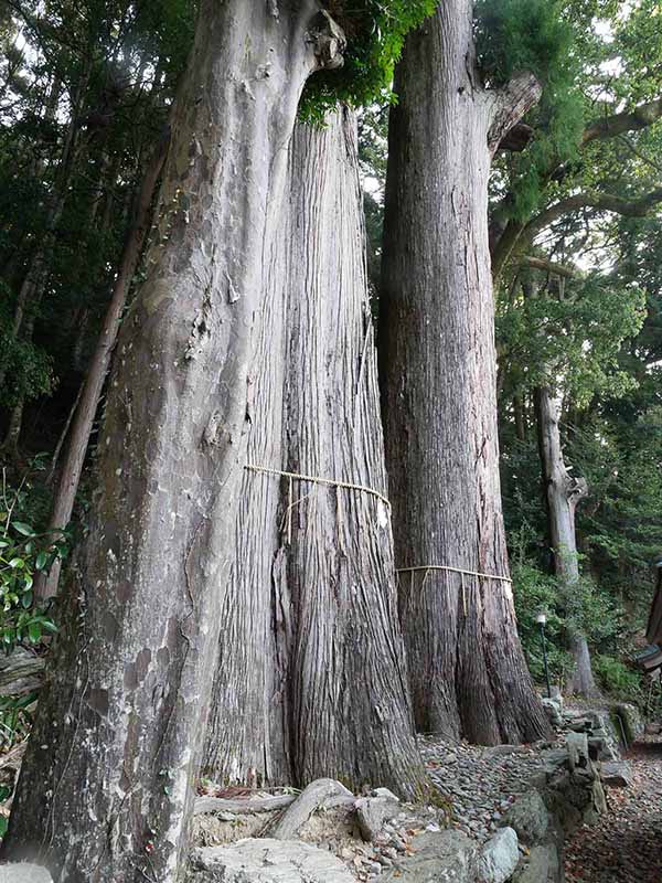 惣福寺のムクロジ