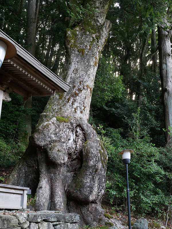 田熊野神社のクス