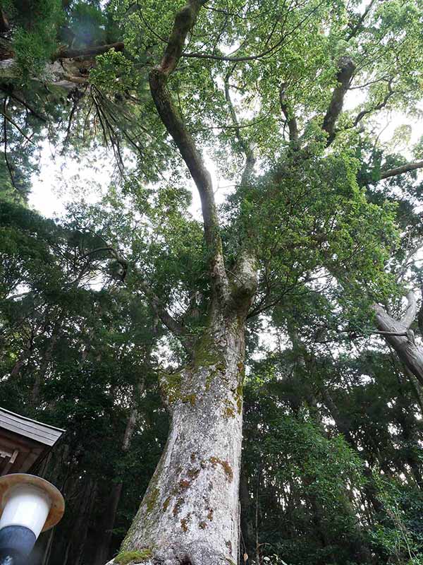 田熊野神社のクス