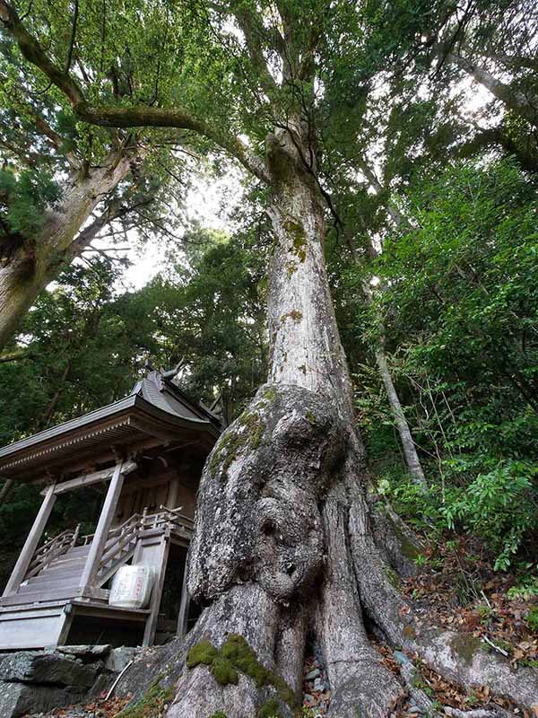 田熊野神社のクス