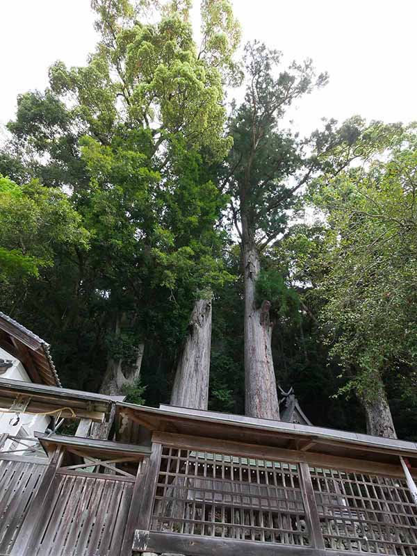 惣福寺のムクロジ