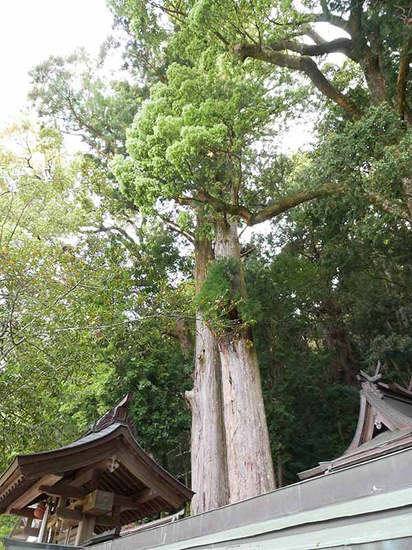 惣福寺のムクロジ