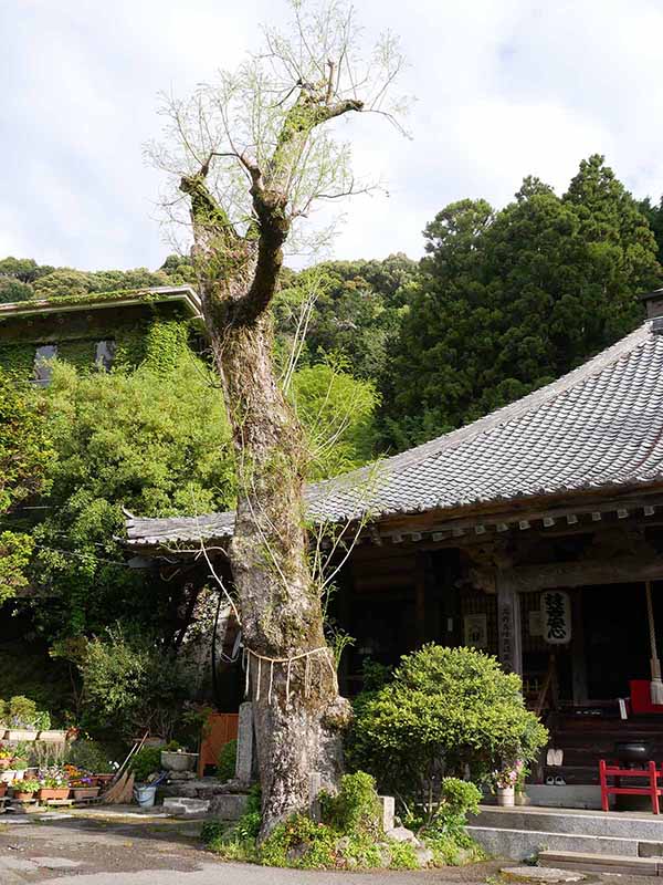 惣福寺のムクロジ