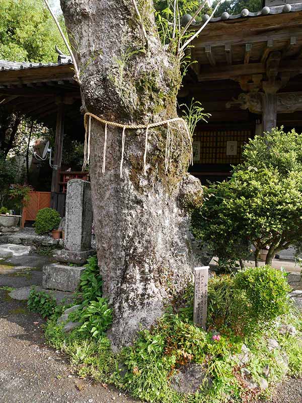 惣福寺のムクロジ