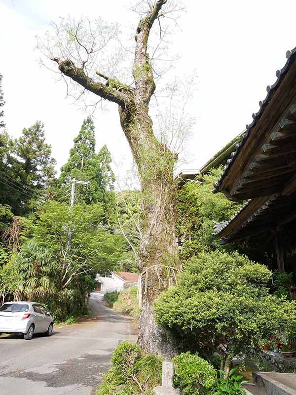 惣福寺のムクロジ