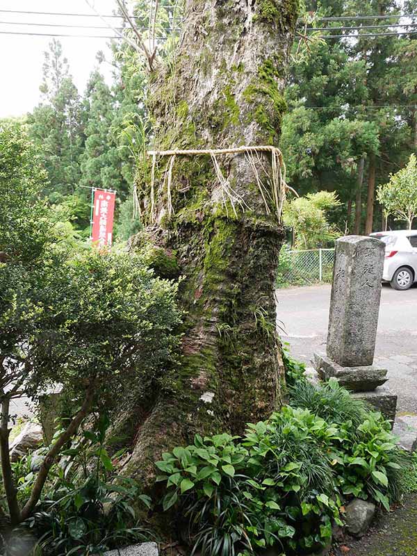 惣福寺のムクロジ