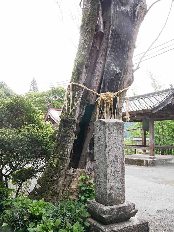 惣福寺のムクロジ