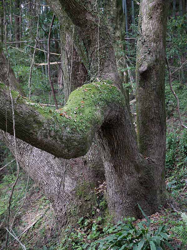 惣福寺手前のクスノキ