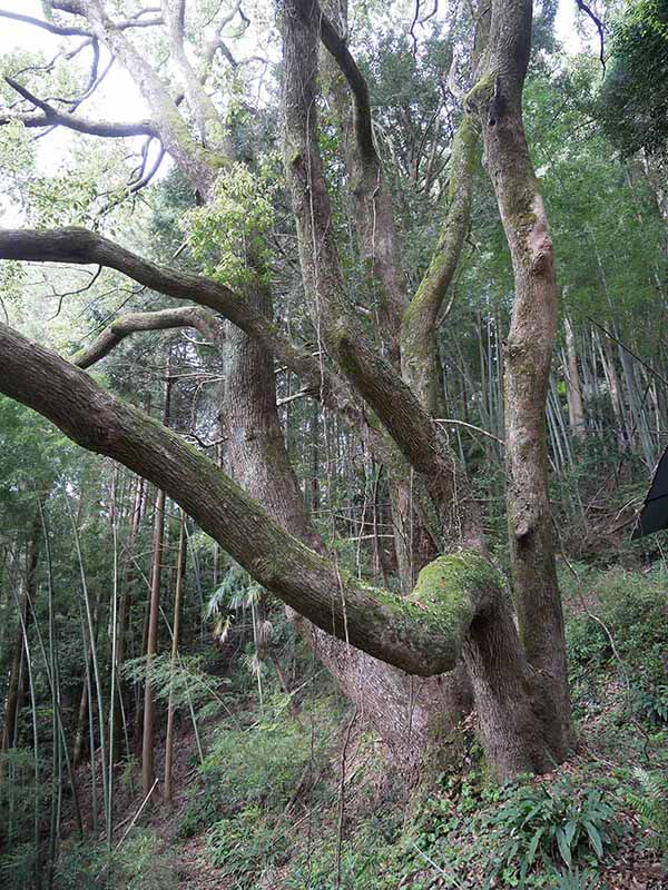 惣福寺手前のクスノキ