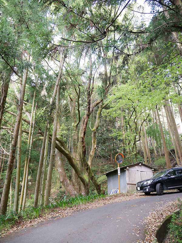 惣福寺手前のクスノキ