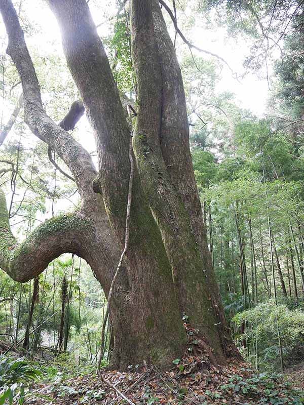 惣福寺手前のクスノキ