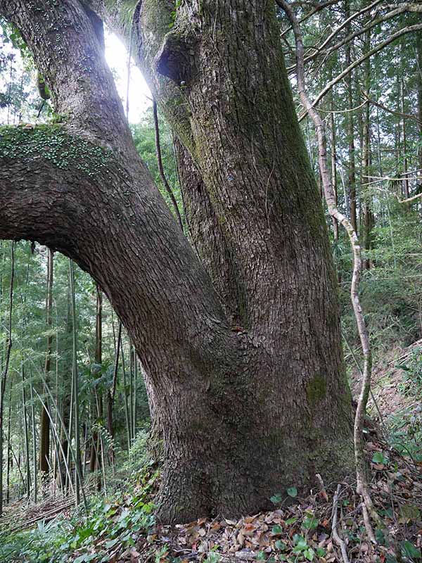 惣福寺手前のクスノキ