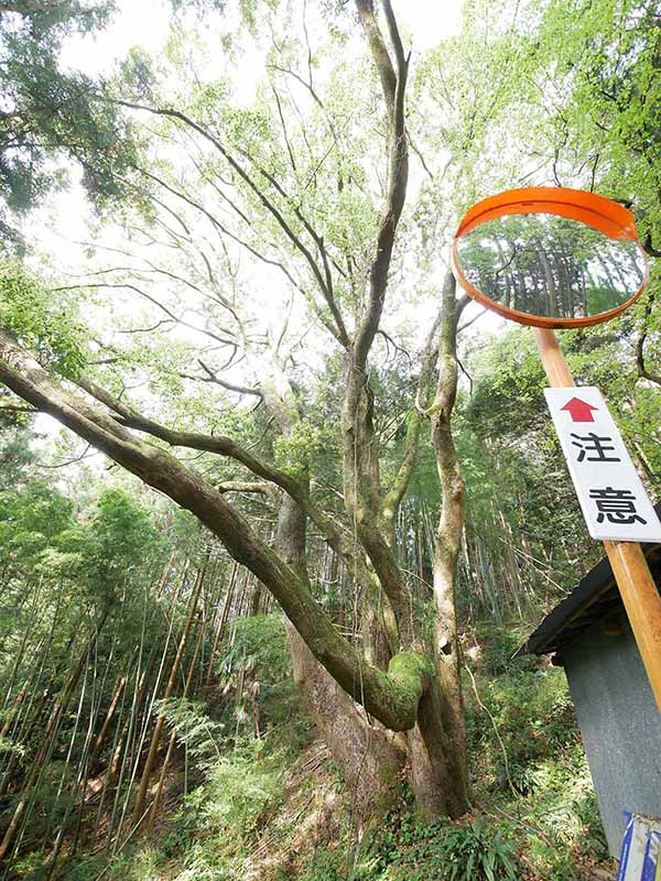 惣福寺手前のクスノキ