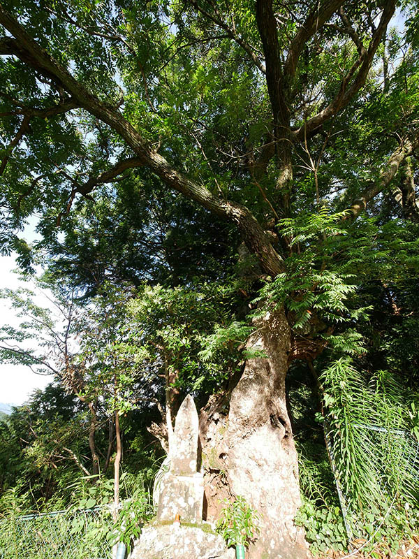 観音寺のカゴノキ・ハゼの合体木