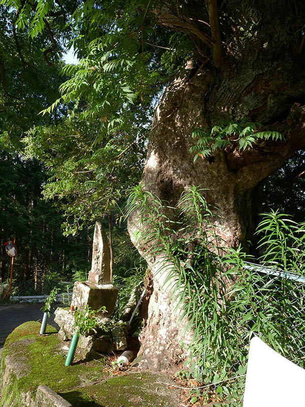 観音寺のカゴノキ・ハゼの合体木