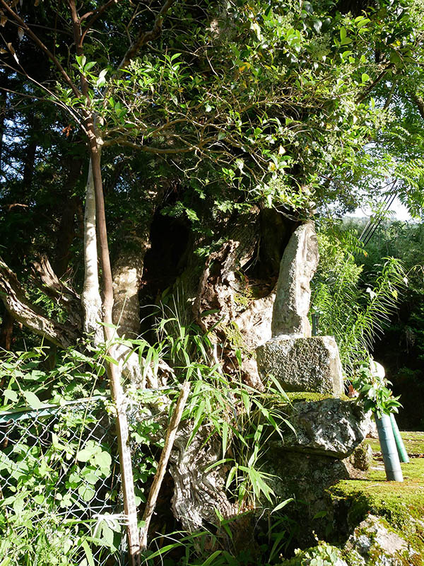 観音寺のカゴノキ・ハゼの合体木