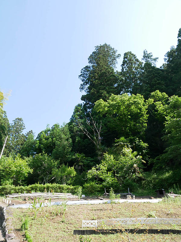 三大神社太郎杉