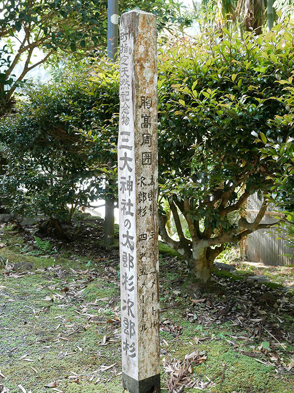 三大神社太郎杉