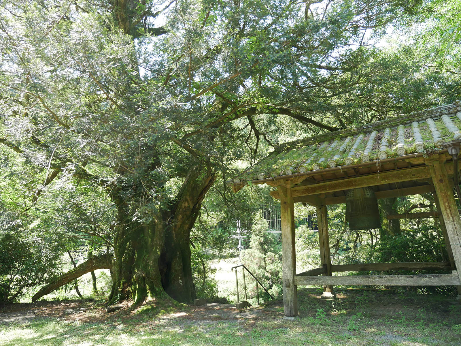 善福寺のカヤ