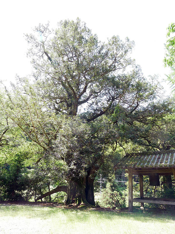 善福寺のカヤ