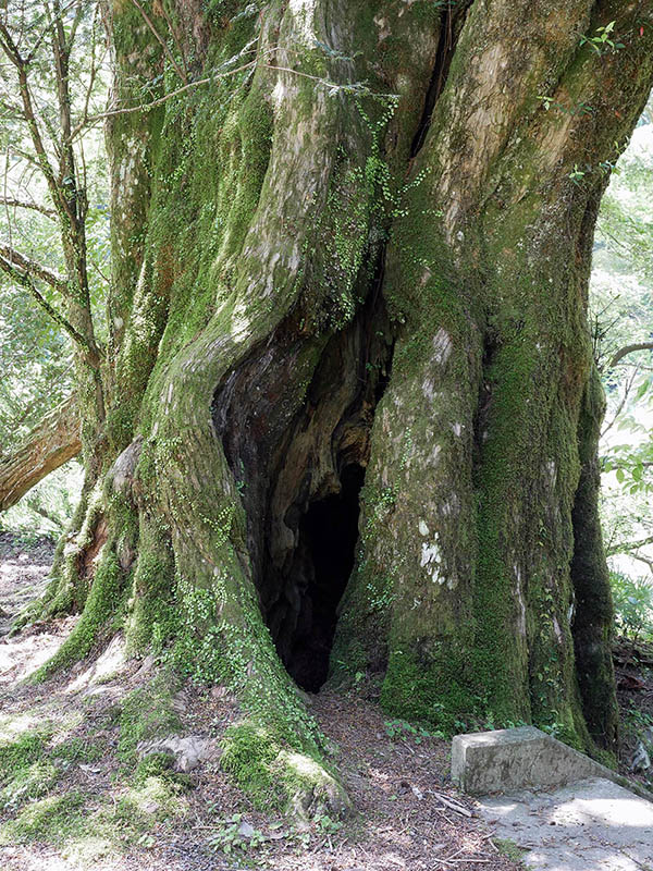 善福寺のカヤ