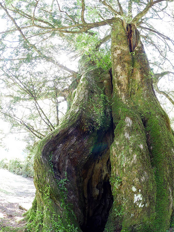 善福寺のカヤ