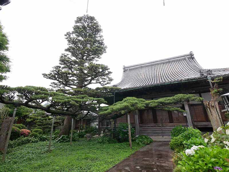 西光寺のクロマツ