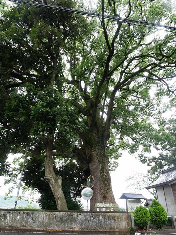 夏瀬の森のクスノキ