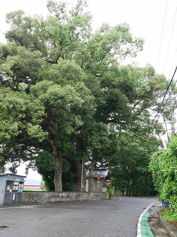 夏瀬の森のクスノキ