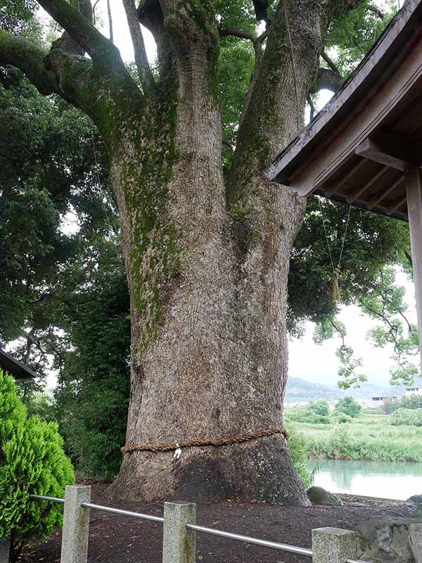 夏瀬の森のクスノキ