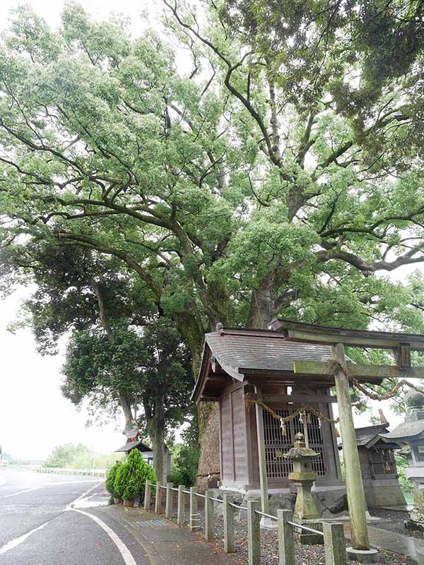 夏瀬の森のクスノキ