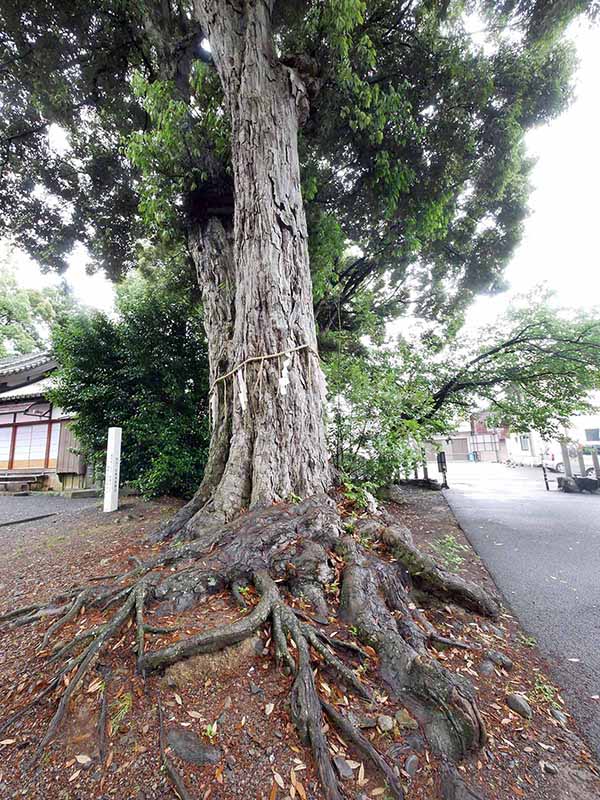 藤並神社のイチイガシ