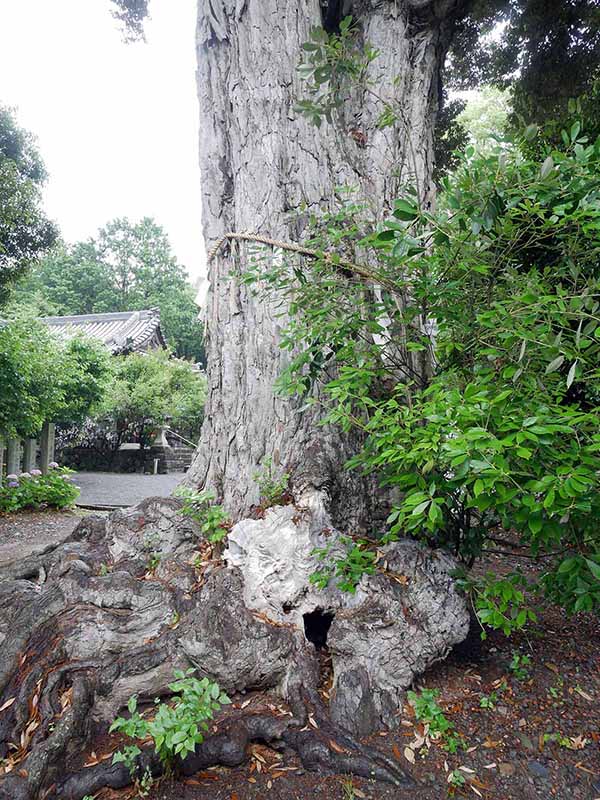 藤並神社のイチイガシ