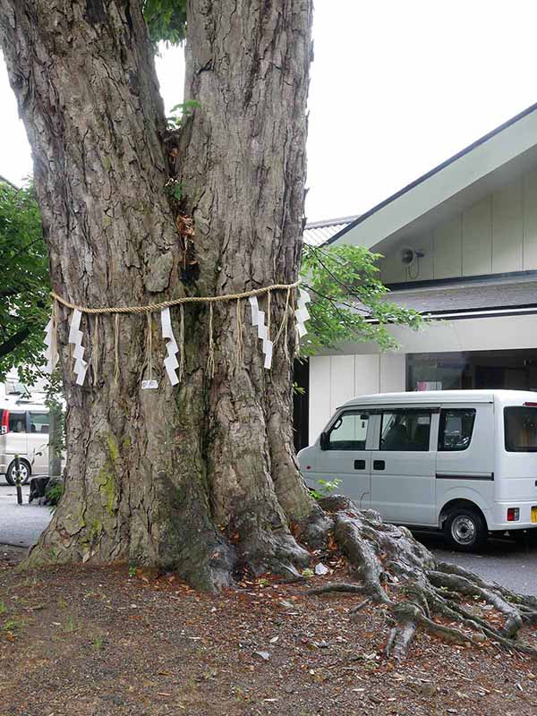 藤並神社のイチイガシ