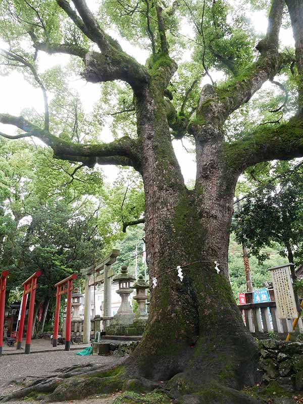 糸我稲荷神社のクスノキ