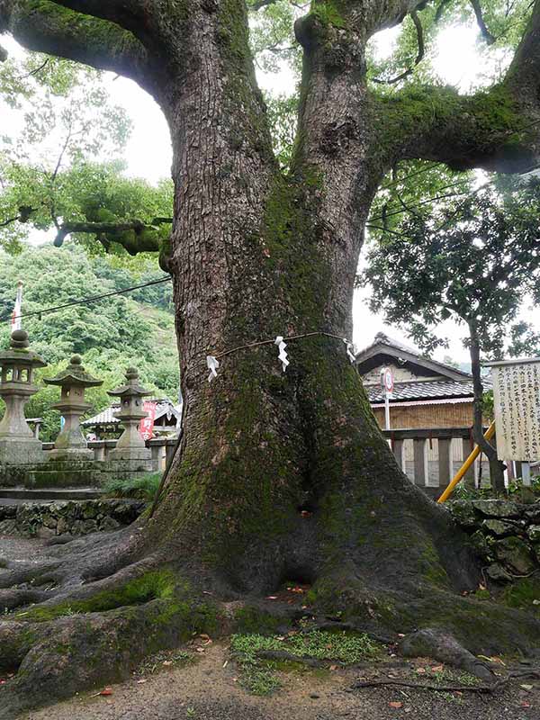 糸我稲荷神社のクスノキ