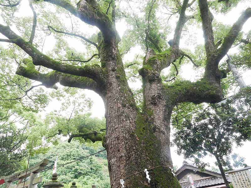 糸我稲荷神社のクスノキ