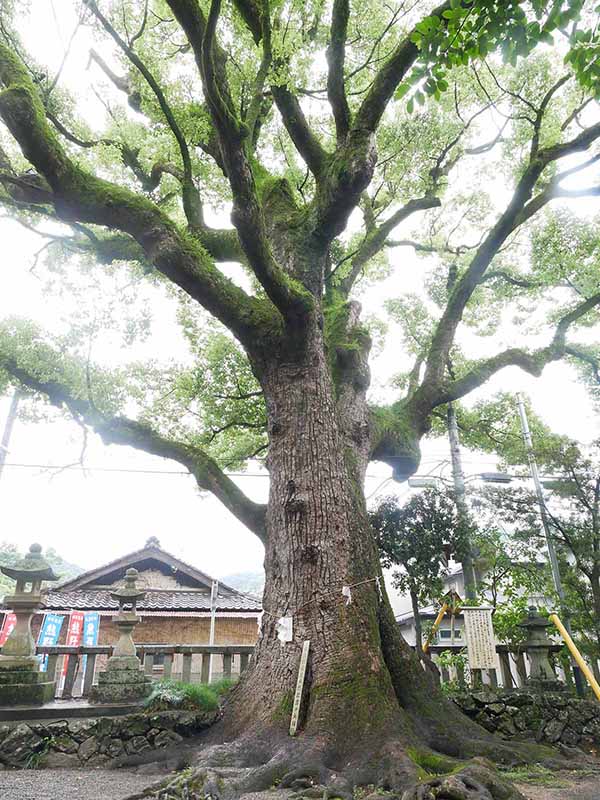 糸我稲荷神社のクスノキ