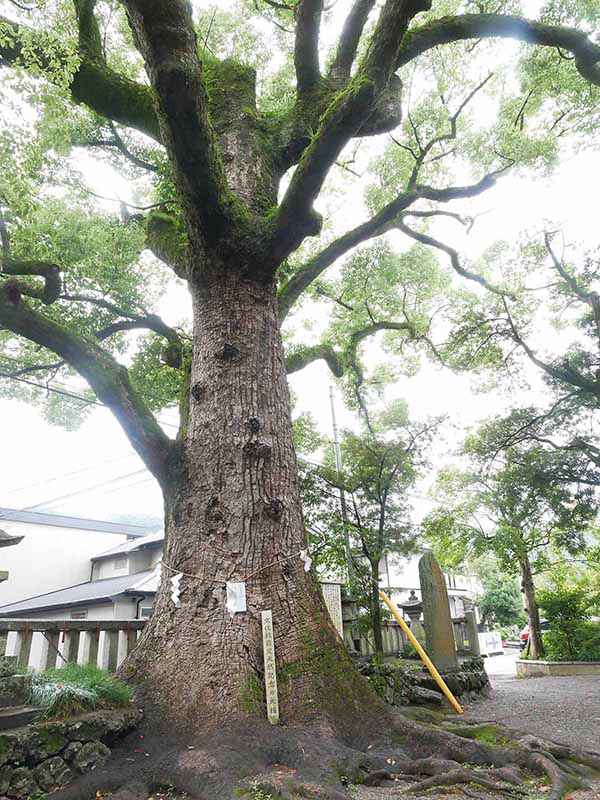 糸我稲荷神社のクスノキ