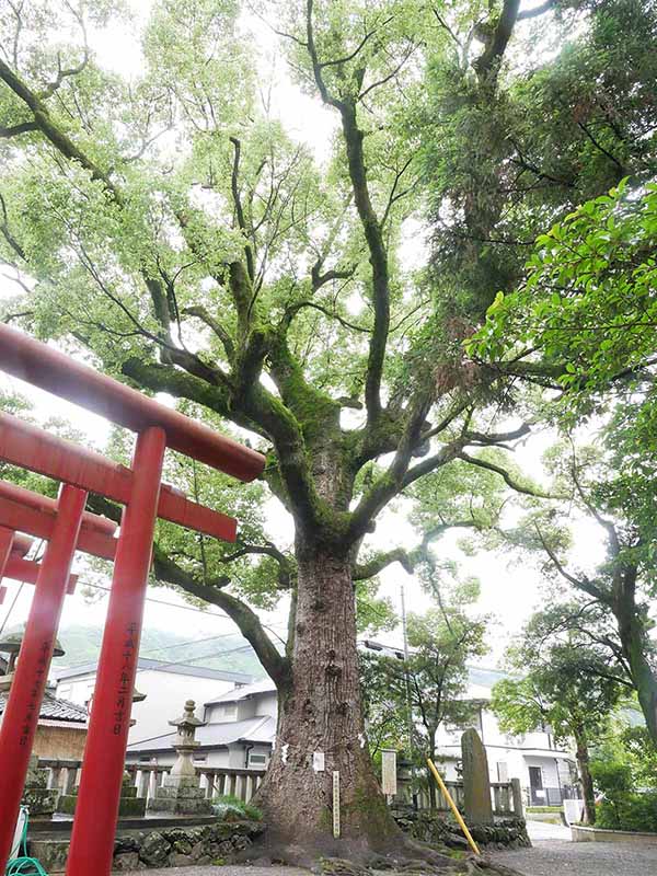 糸我稲荷神社のクスノキ