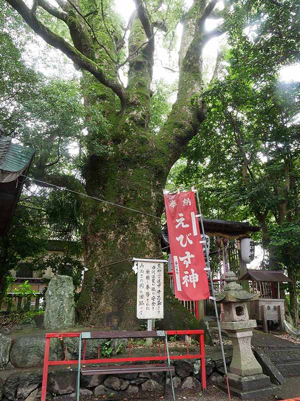 糸我稲荷神社のクスノキ