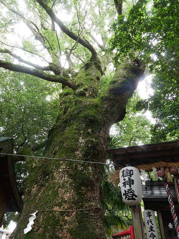 糸我稲荷神社のクスノキ