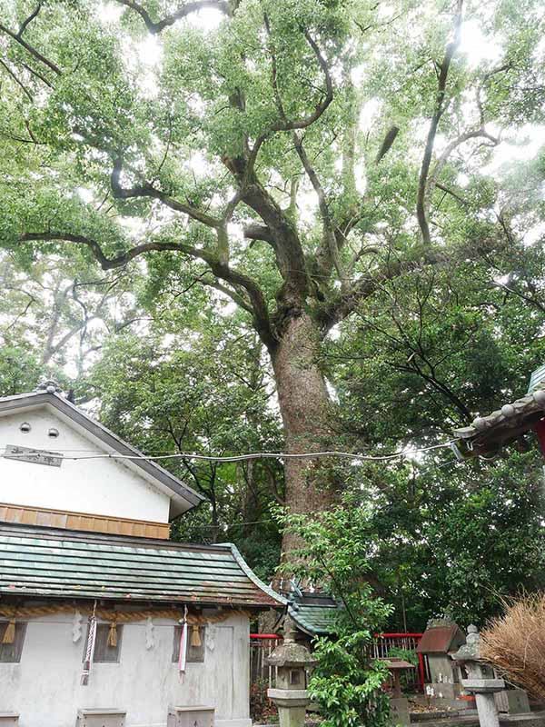 糸我稲荷神社のクスノキ