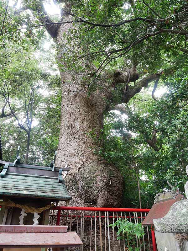 糸我稲荷神社のクスノキ