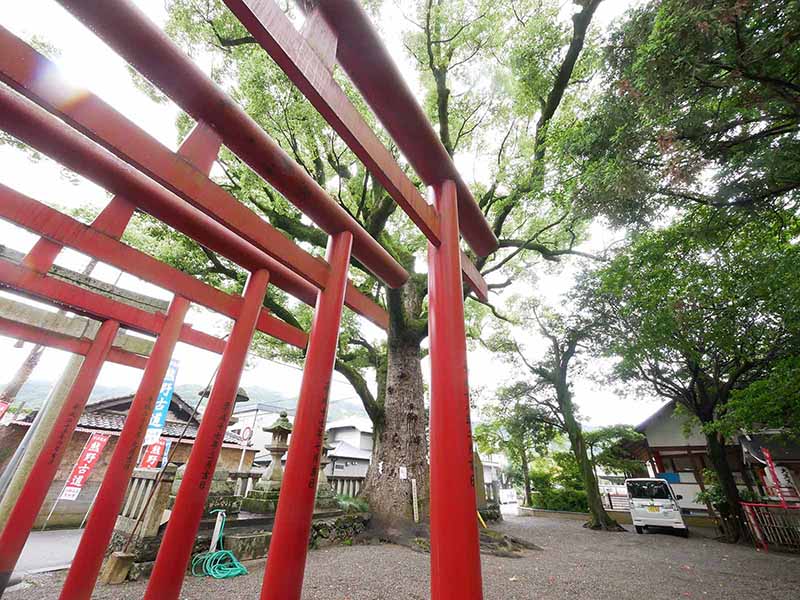 糸我稲荷神社のクスノキ