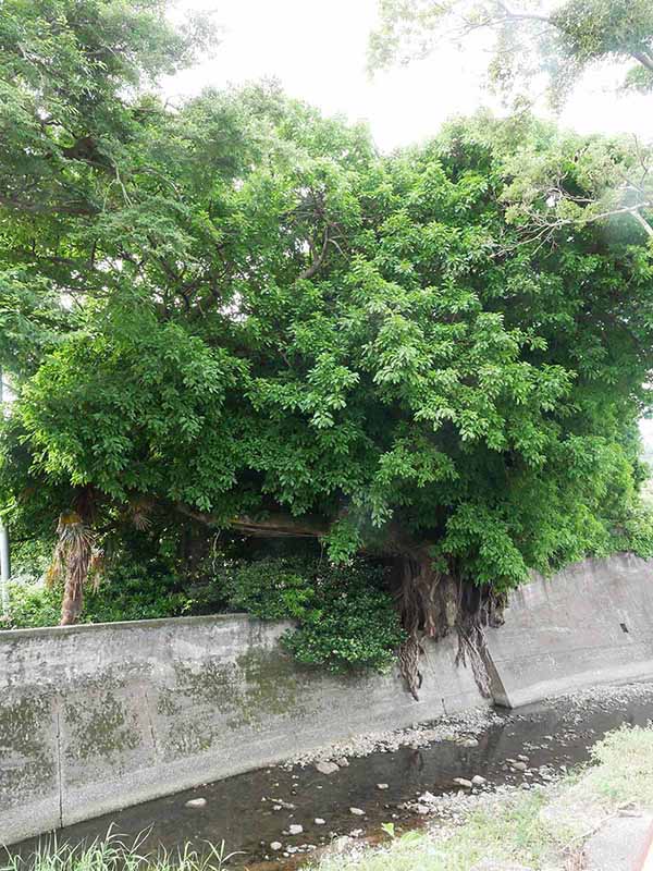 産湯・水門のアコウ