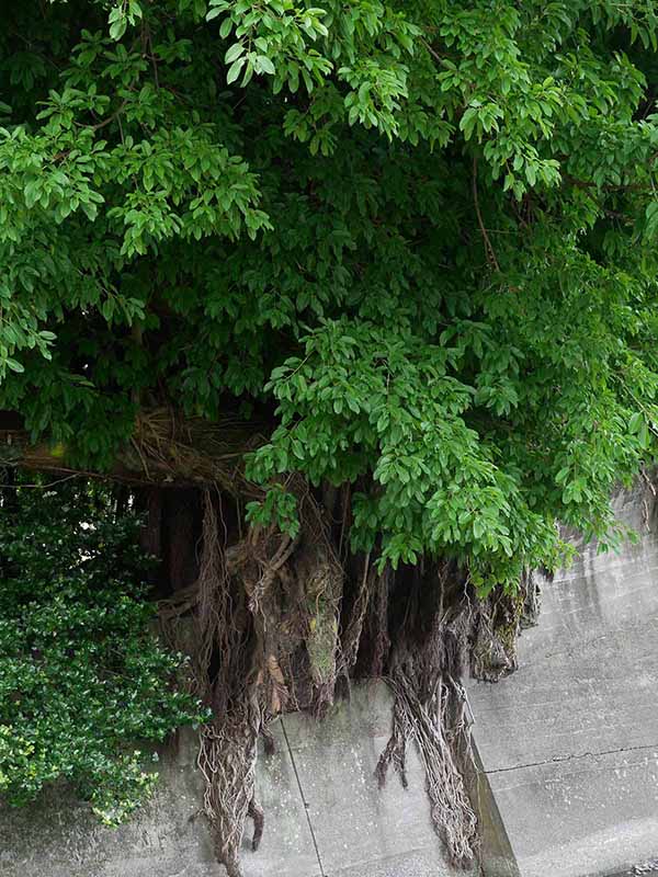 産湯・水門のアコウ