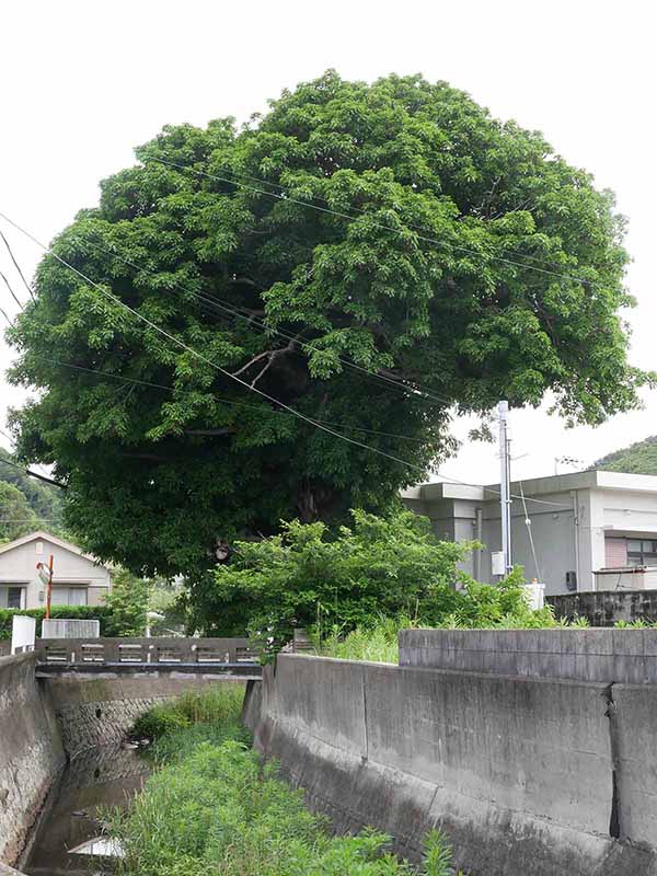 産湯の榕樹