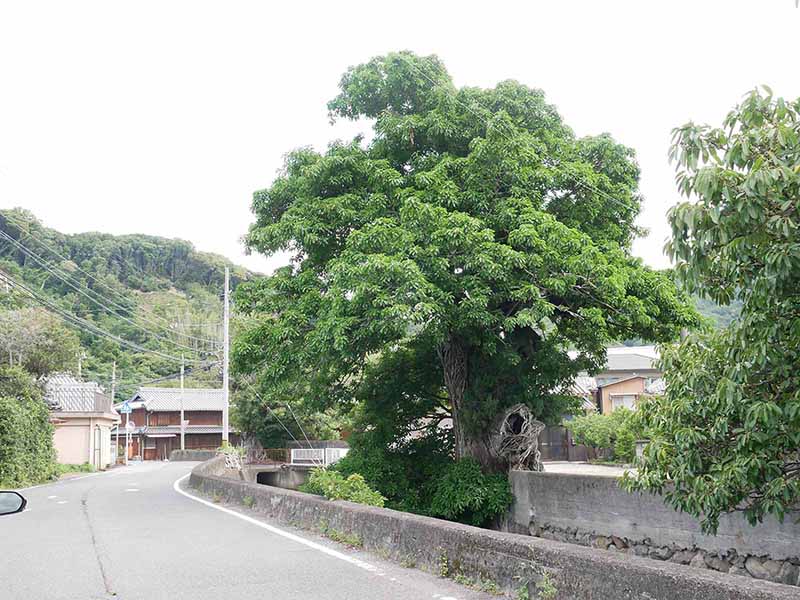 比井 のアコウ群生地